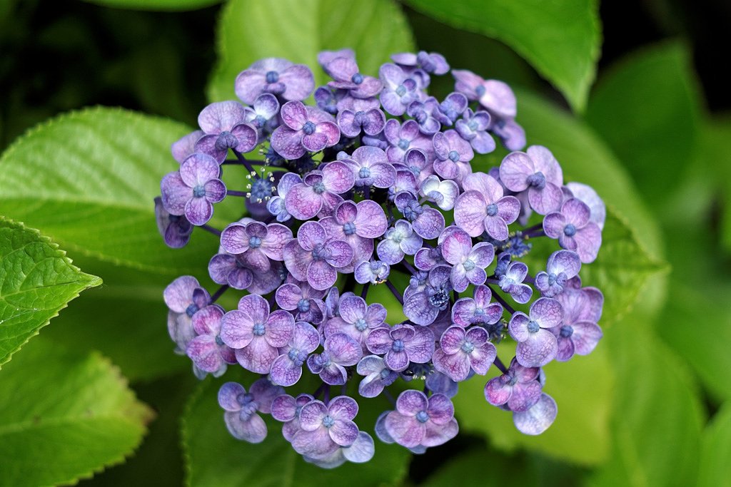 初めての紫陽花