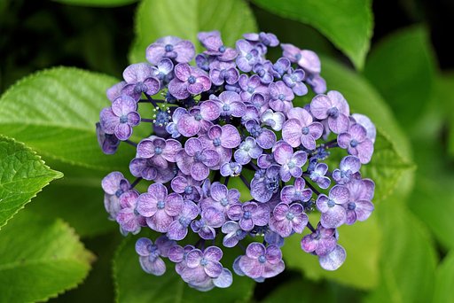 初めての紫陽花