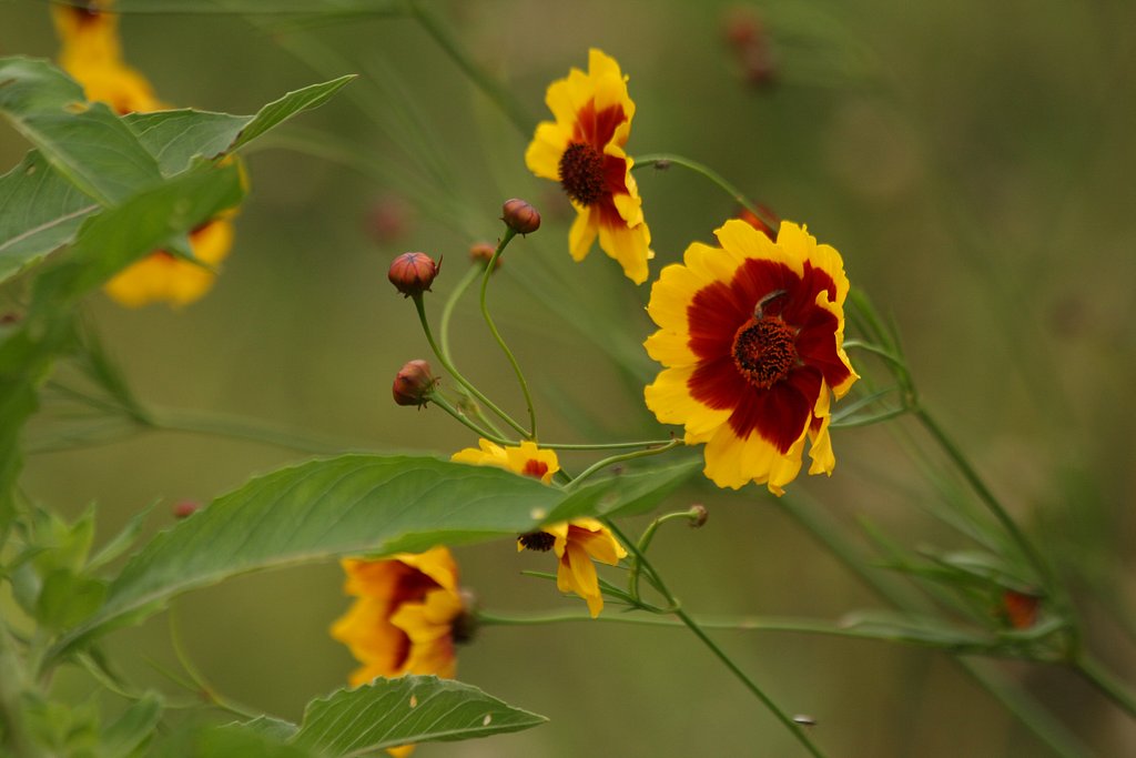 ハルシャギク