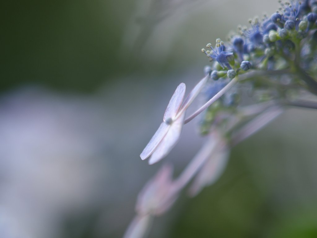 Zuko Didital 50-200 F2.8