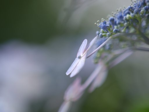 Zuko Didital 50-200 F2.8
