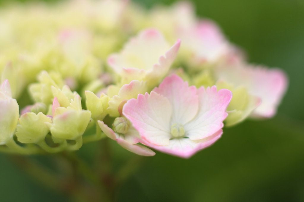 紫陽花　その参
