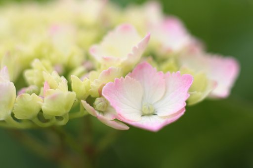 紫陽花　その参