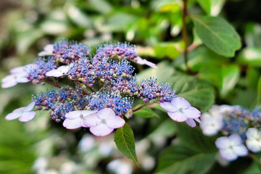 【生活の色】今日の花