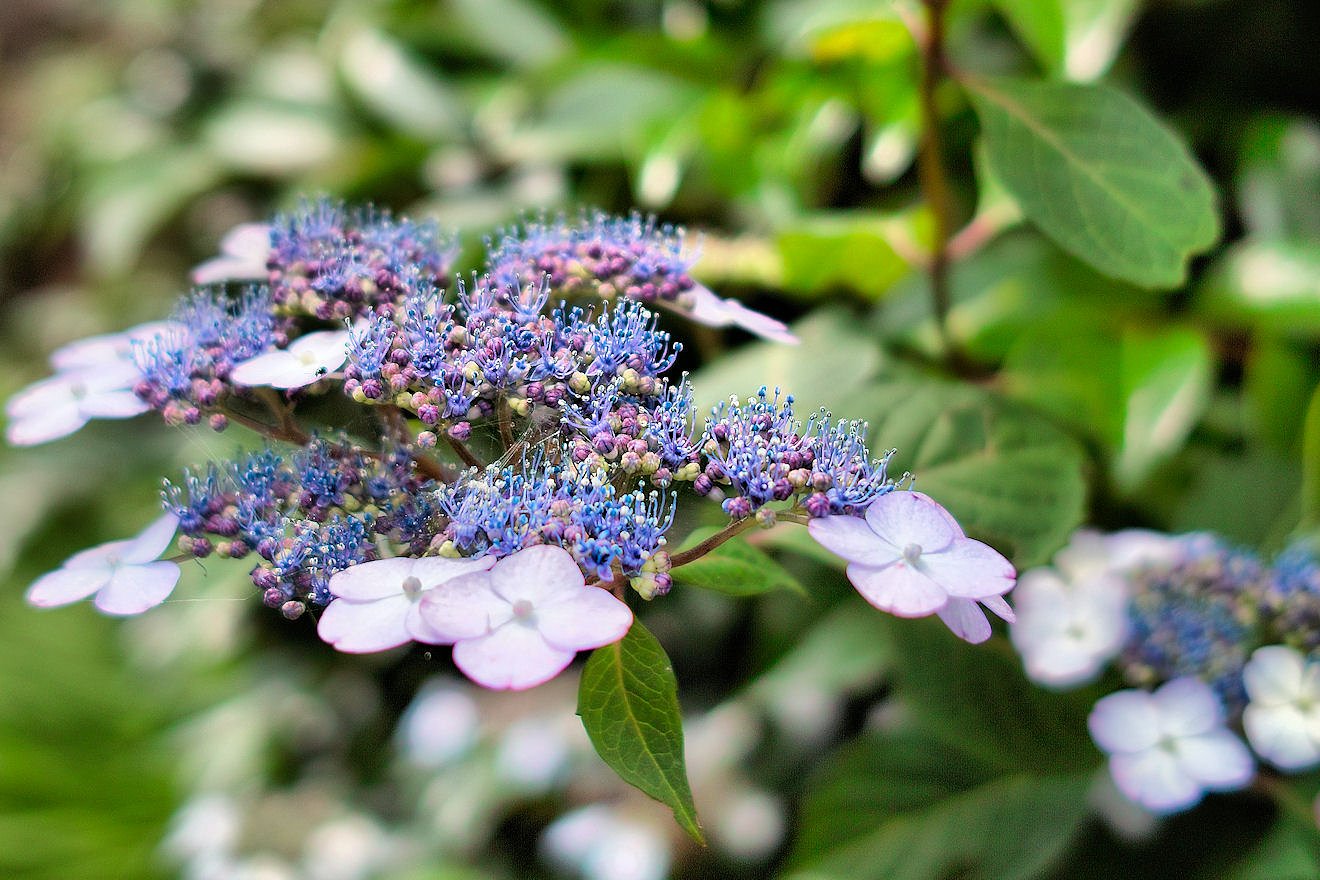 【生活の色】今日の花