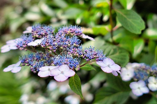 【生活の色】今日の花