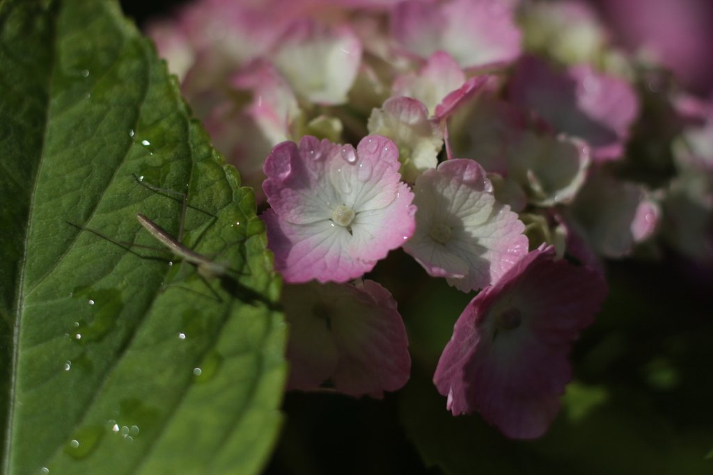 紫陽花　其の漆
