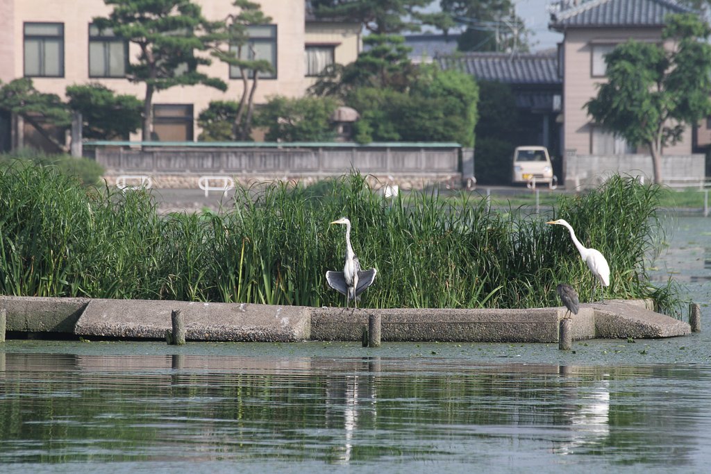 アオサギ、ダイサギ、ゴイサギそろい踏み