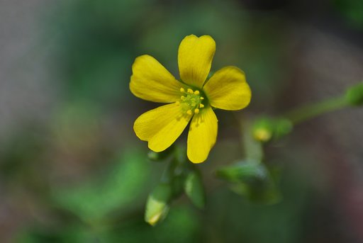 黄金色の花と蕾!
