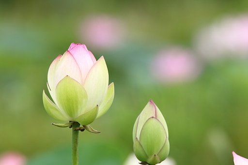 ハスの季節