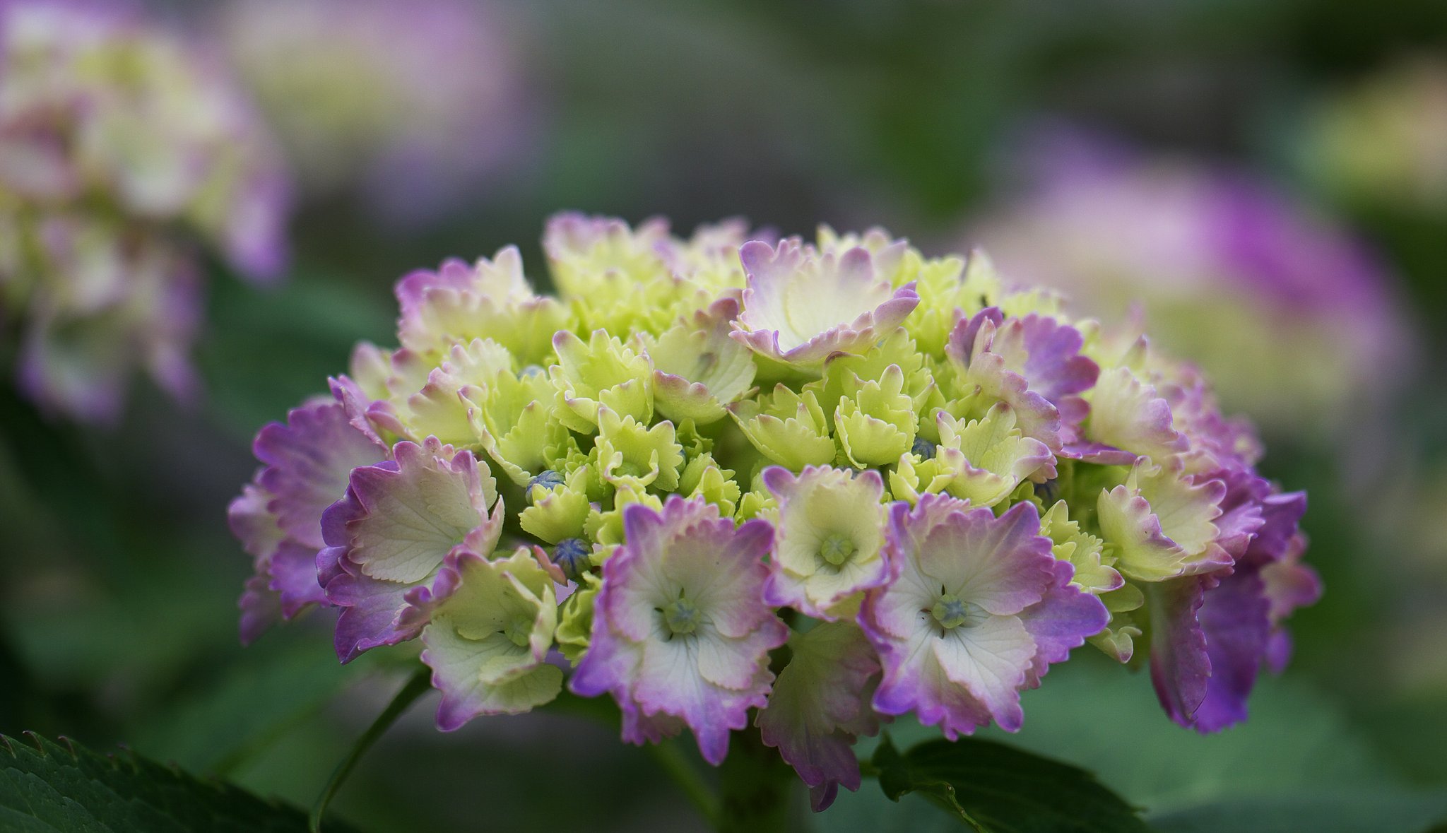 紫陽花の季節ですね