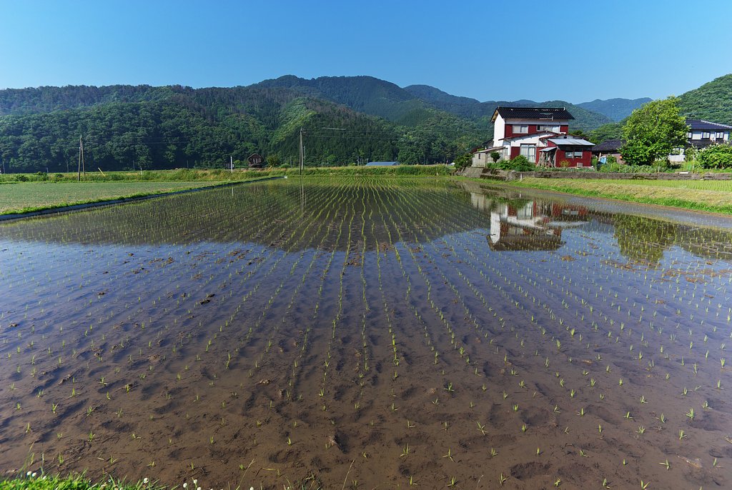 やっと田植えしました。