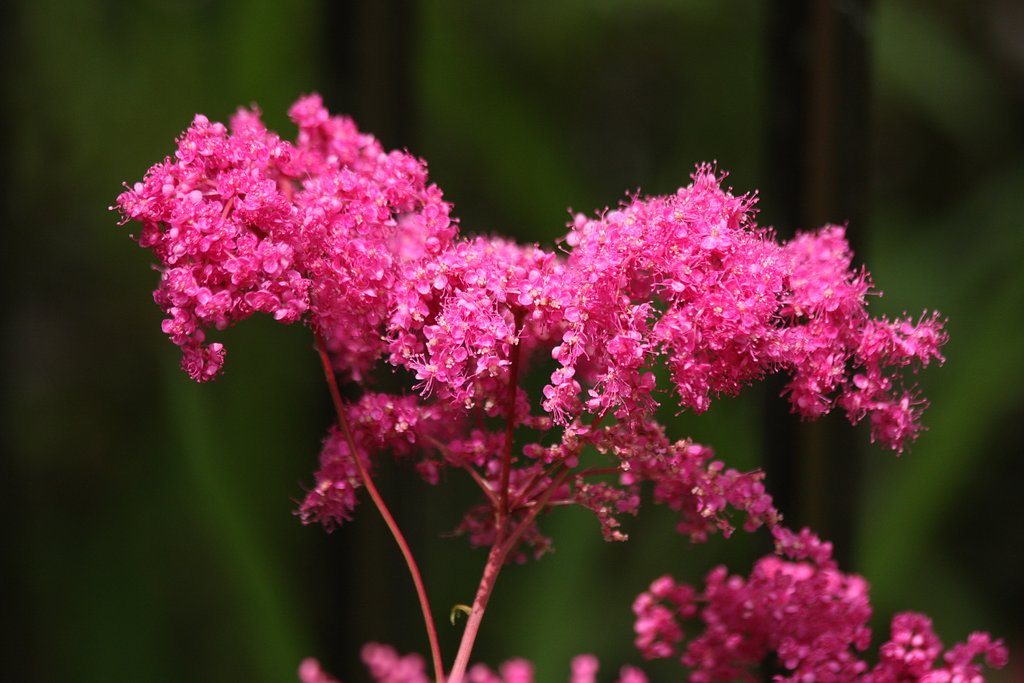 シモツケソウ