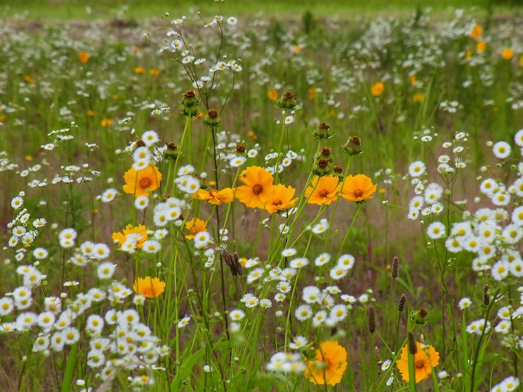 野の花