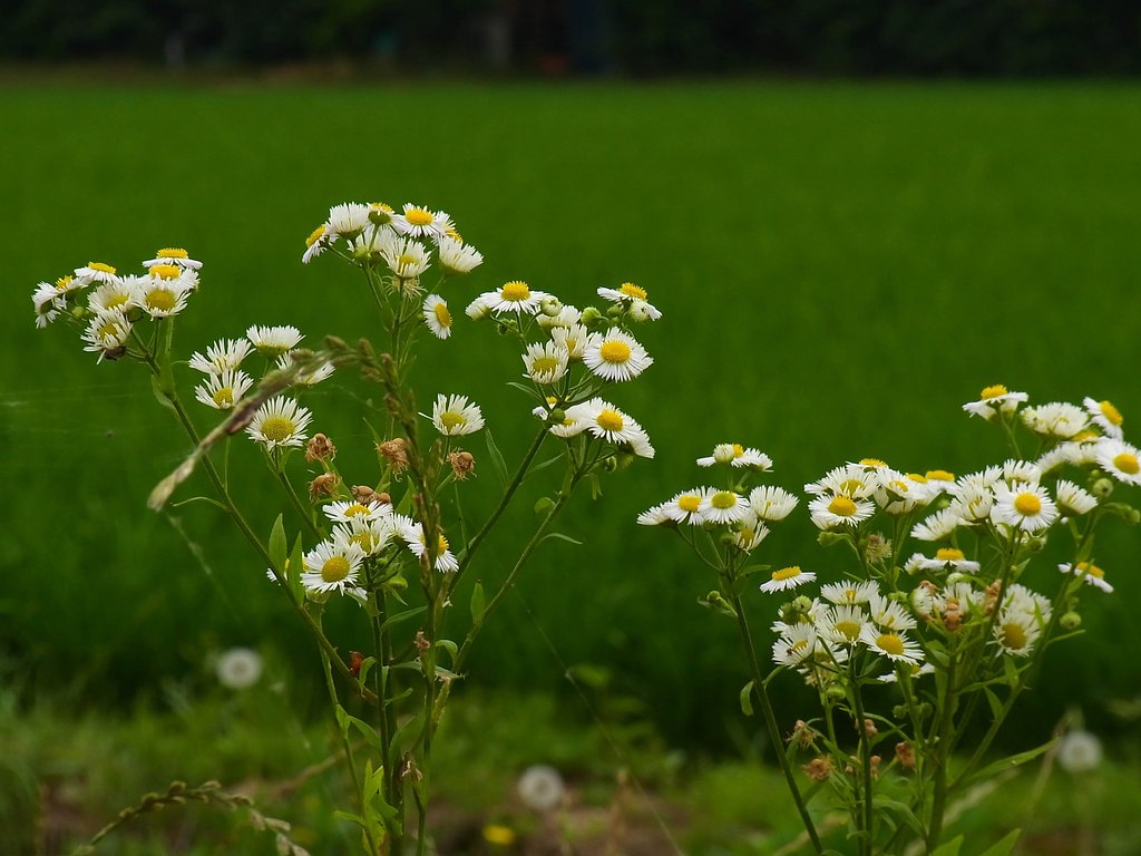畦道の野花