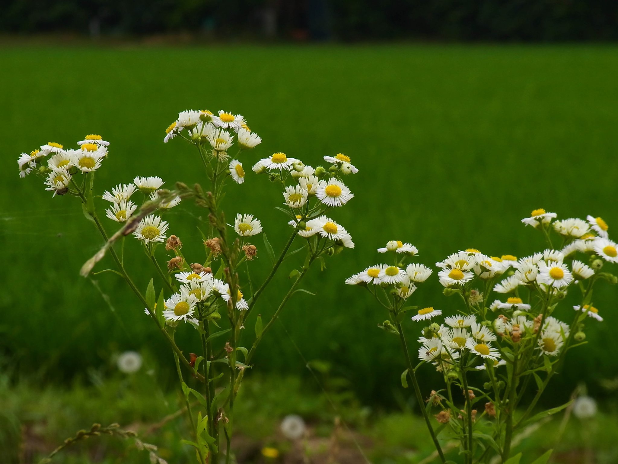 畦道の野花