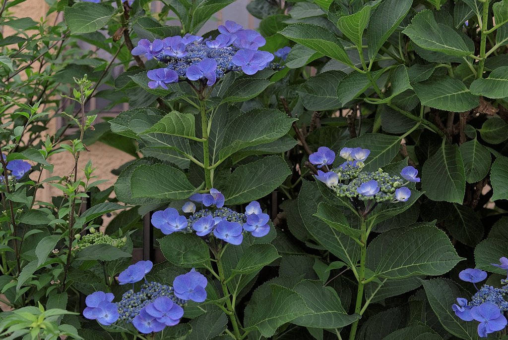 一番好きな紫陽花