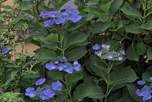 一番好きな紫陽花
