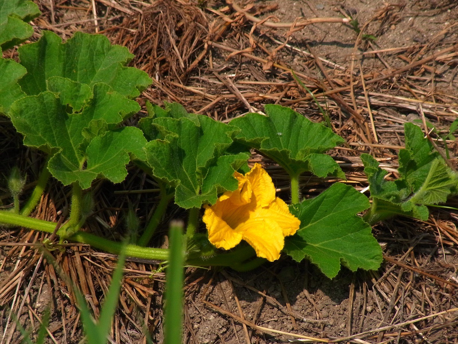 野菜も