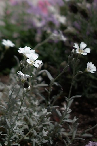 花壇