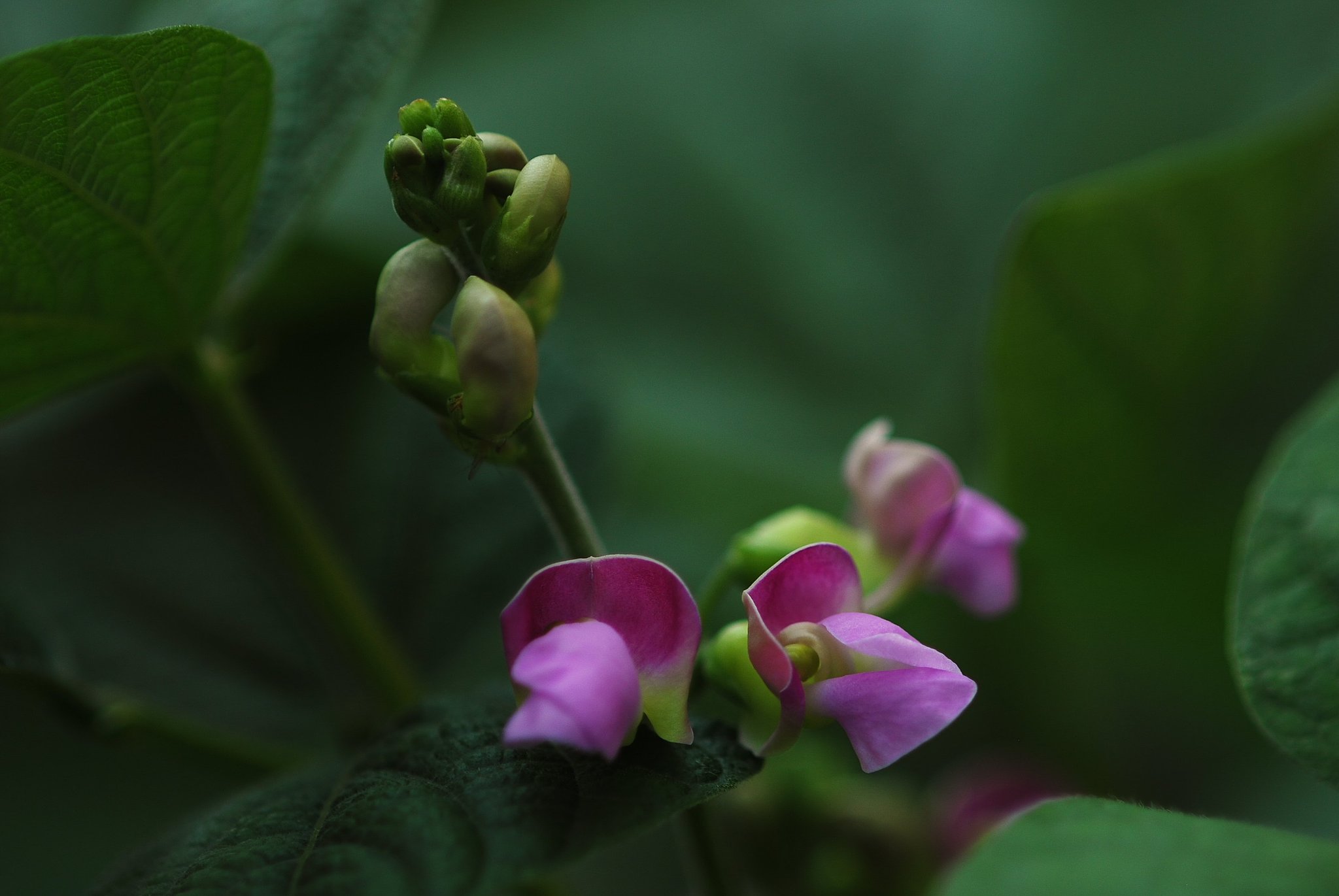 インゲンの花