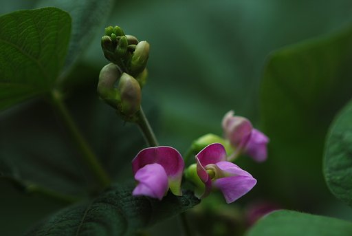 インゲンの花