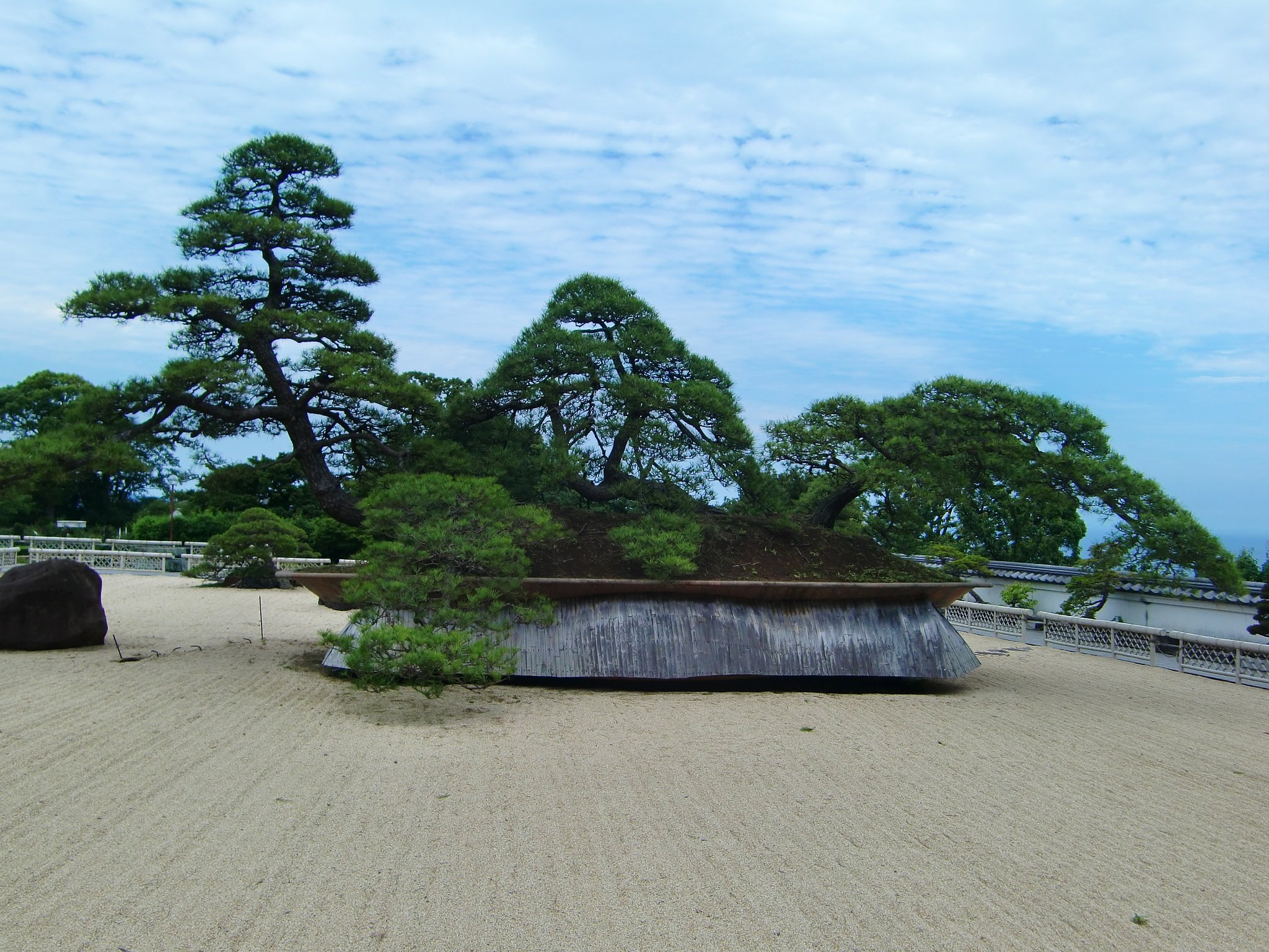 世界最大の松の盆栽