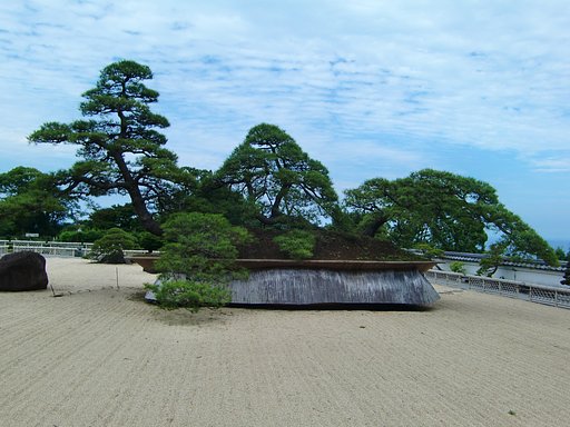 世界最大の松の盆栽