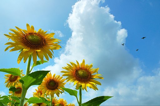 夏空