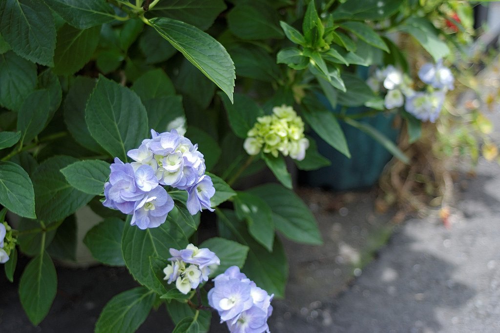 紫陽花の光と影