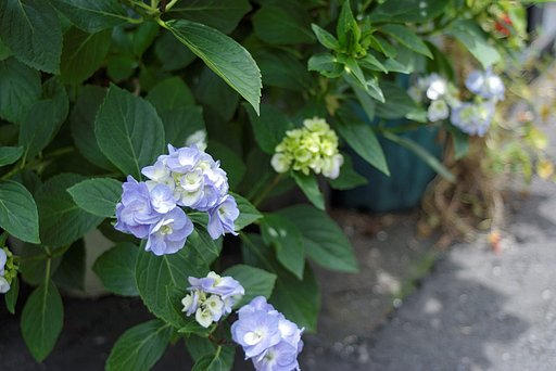 紫陽花の光と影