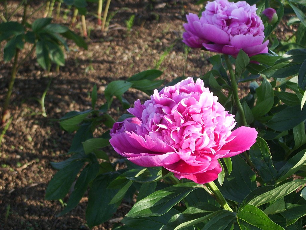 夕方の芍薬2