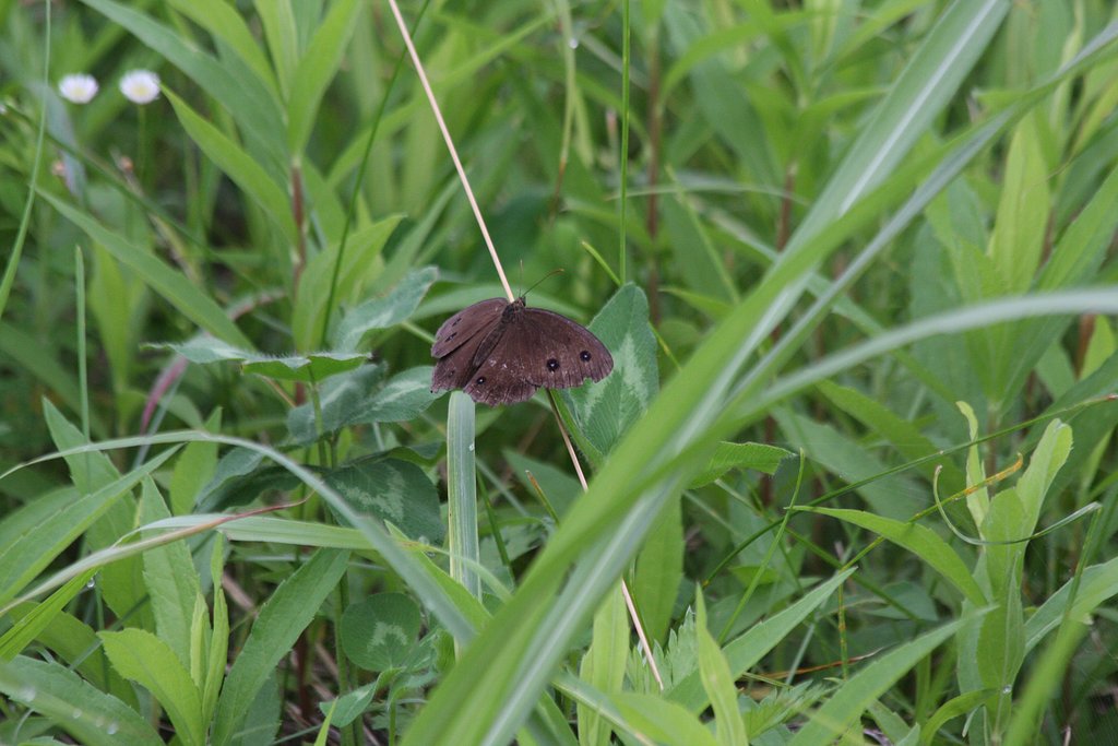 かくれんぼをする蝶