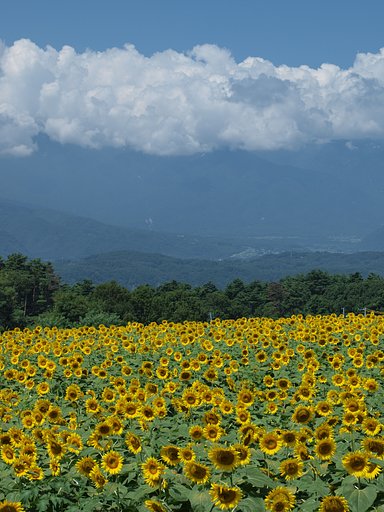【夏の涼】 太陽の仲間たち