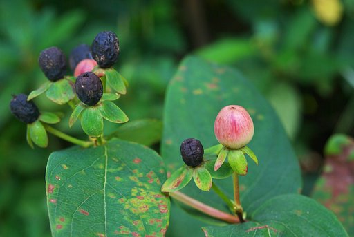 花ですか?、実ですか?