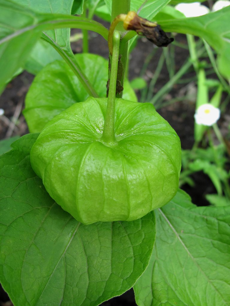 ホウズキ