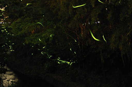 夜の舞い