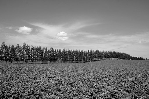 モノクロの風景