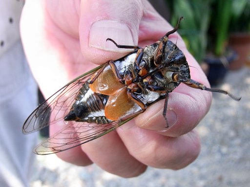 ♂です。