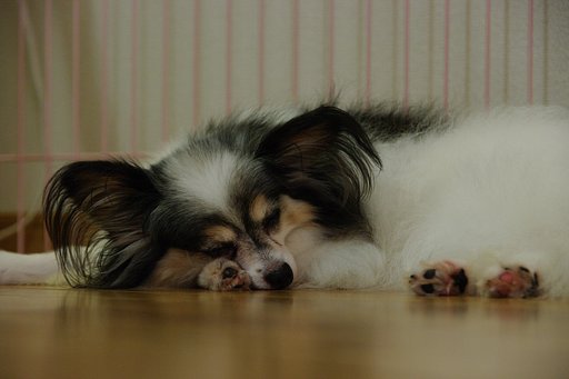 だらーとしています