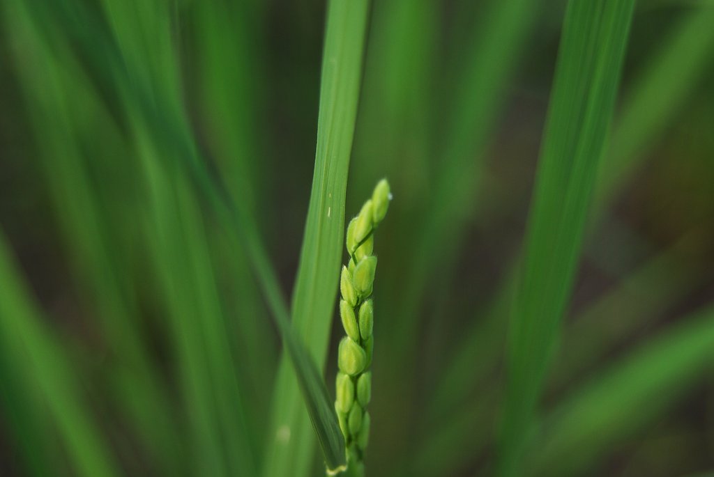 コシヒカリの花