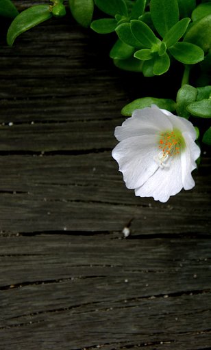 【夏の涼】最終日に