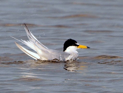 鳥は涼しいそうですが