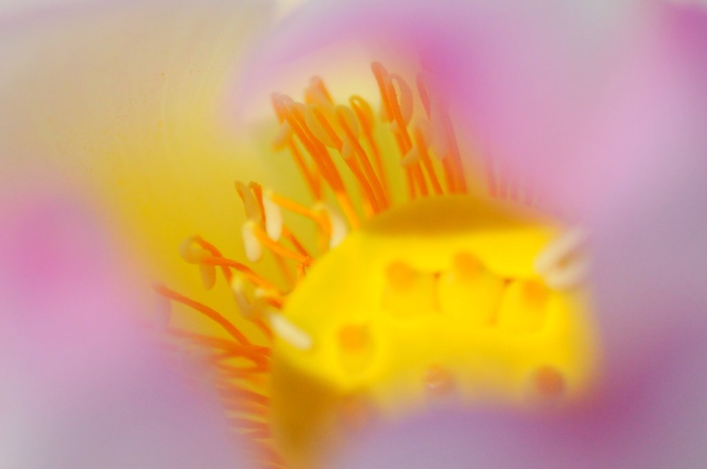 蓮の芯に迫ってみました