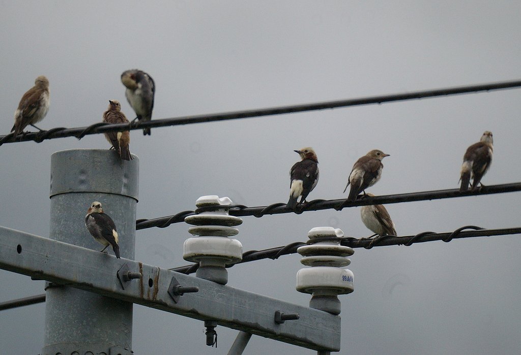 電線で群れるコムクドリ