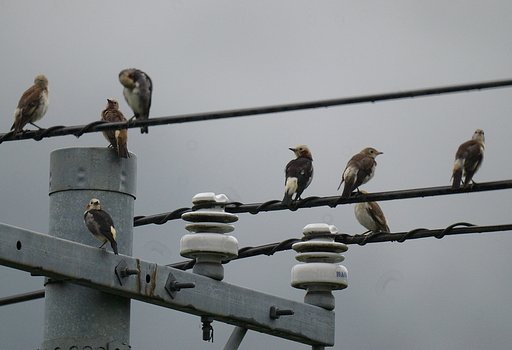 電線で群れるコムクドリ