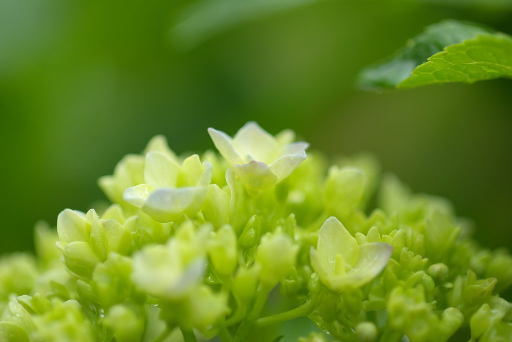 ようやく紫陽花が咲き始めました
