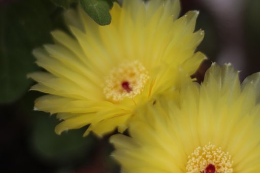 サボテンの花　其の弐？