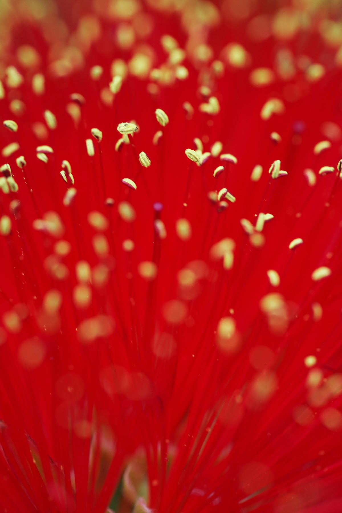 ブラシの花