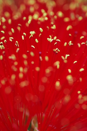 ブラシの花